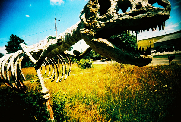 dinosaur A dinosaur fossil