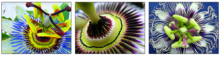 passion-flowers