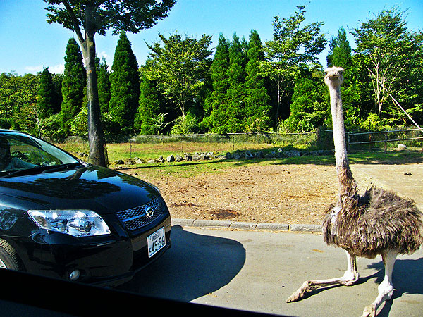 An ostrich sitting in the road, blocking a car