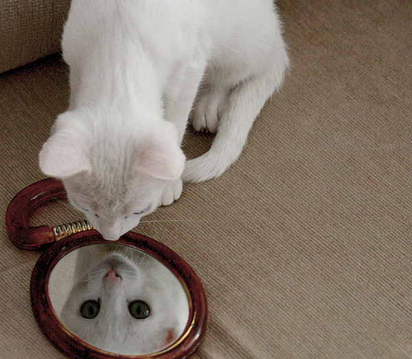 catflection