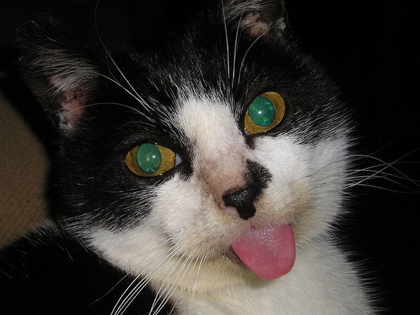 Cat with its tongue out