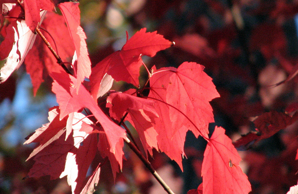autumn Autumn leaves