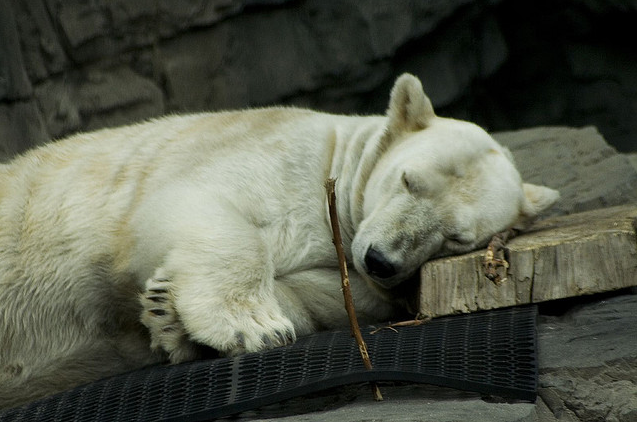casual3 Sleeping polar bear
