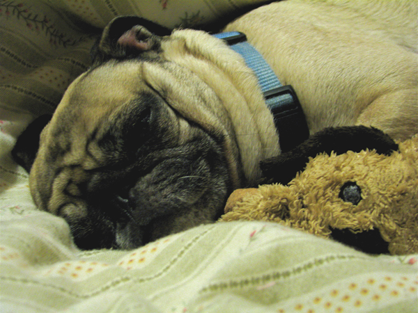 Sleeping pug